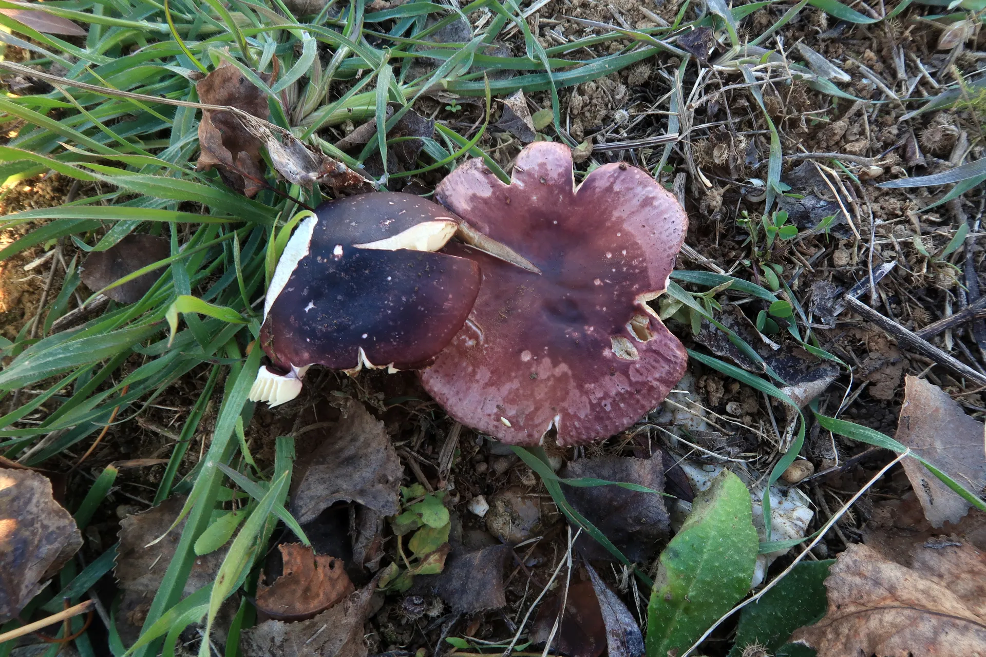 Russula caerulea - 1 - IMG_6760